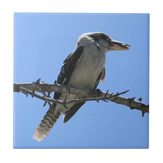 オーストラリア人Kookaburra タイル (正面)