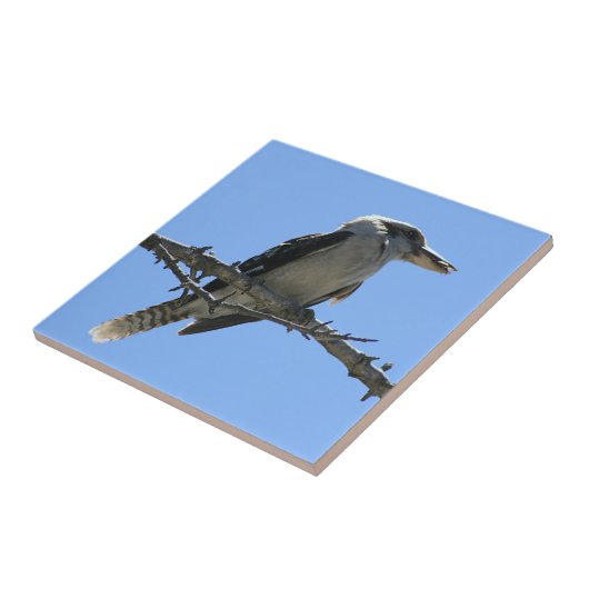 オーストラリア人Kookaburra タイル (側面)