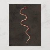 オーストラリア先住民の砂漠のスネークアート ポストカード (正面)