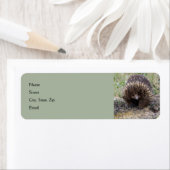 オーストラリア出身のかわいいエシドナ ラベル (インサイチュ)