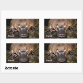 オーストラリア大根 長方形シール (シート)