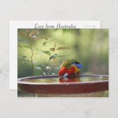 オーストラリア東部ロゼラ飲酒 ポストカード (正面/裏面)