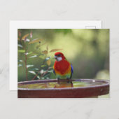 オーストラリア東部ロゼラ ポストカード (正面/裏面)