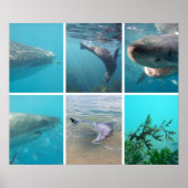 オーストラリア海の下で海生活動物 ポスター (正面)