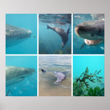 オーストラリア海の下で海生活動物