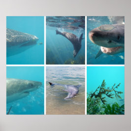 オーストラリア海の下で海生活動物 ポスター