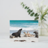 オーストラリア海ライオンズオンシールベイカンガルー島 ポストカード (スタンド正面)