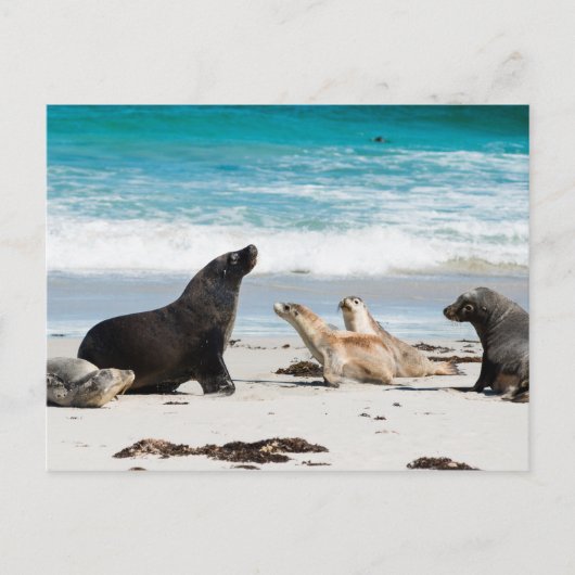 オーストラリア海ライオンズオンシールベイカンガルー島 ポストカード (正面)