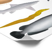 オーストラリア淡水魚グループ ポスター (角)