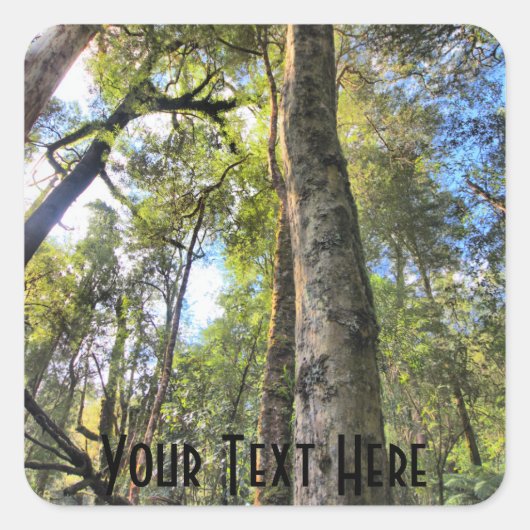 オーストラリア熱帯雨林ユーカリプトゥスガムの木 スクエアシール (正面)