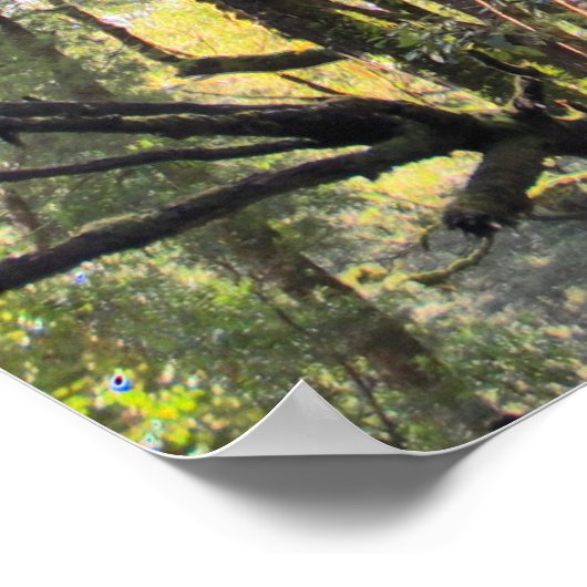 オーストラリア熱帯雨林ユーカリプトゥスガムの木 ポスター (角)