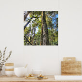 オーストラリア熱帯雨林ユーカリプトゥスガムの木 ポスター (キッチン)