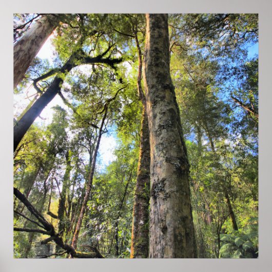 オーストラリア熱帯雨林ユーカリプトゥスガムの木 ポスター (正面)