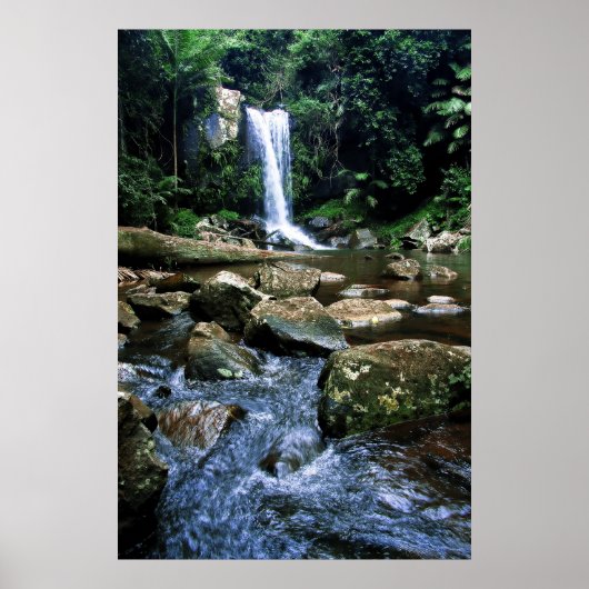 オーストラリア熱帯雨林 ポスター (正面)