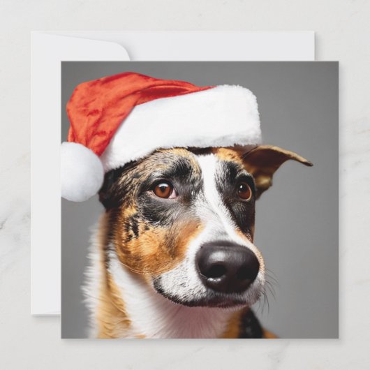 オーストラリア牛の犬のクリスマス (正面)