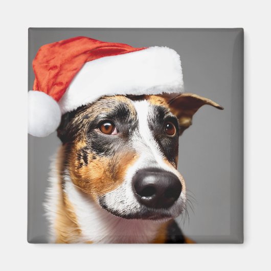 オーストラリア牛の犬のクリスマス マグネット (正面)