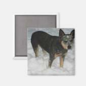 オーストラリア牛の犬の磁石 マグネット (正面/裏面)