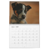 オーストラリア牛の犬カレンダー2026 カレンダー (3月 2027)