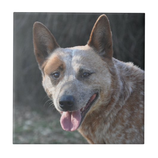 オーストラリア牛の犬 タイル (正面)