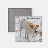 オーストラリア牛の犬 マグネット (正面/裏面)