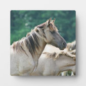 オーストラリア産のブルームビー馬の群れ フォトプラーク (正面)