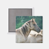 オーストラリア産のブルームビー馬の群れ マグネット (正面/裏面)