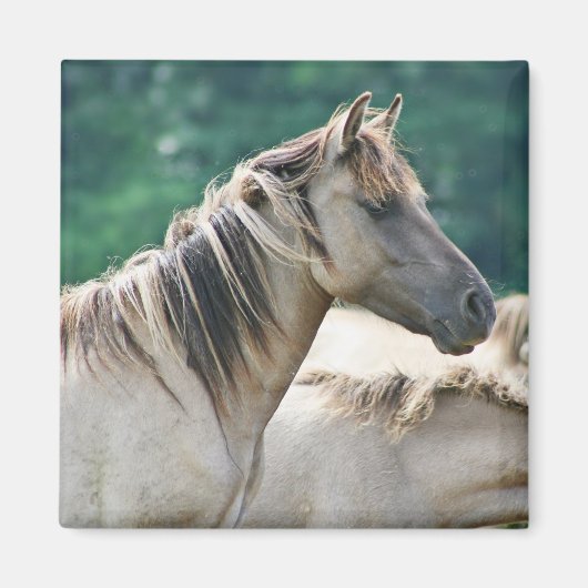 オーストラリア産のブルームビー馬の群れ マグネット (正面)