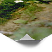 オーストラリア産の白いテリアの花 ポスター (角)