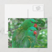 オーストラリア産の鱗状のブレストローキエッツ ポストカード (正面/裏面)