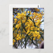 オーストラリア産の黄色いガラガラの花 ポストカード (正面/裏面)