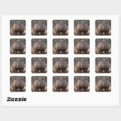オーストラリア産ウォンバット(Boubby The Australian Wombat) スクエアシール (シート)