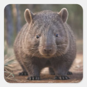 オーストラリア産ウォンバット(Boubby The Australian Wombat) スクエアシール (正面)