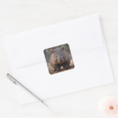 オーストラリア産ウォンバット(Boubby The Australian Wombat) スクエアシール (封筒)