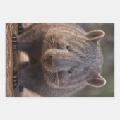 オーストラリア産ウォンバット(Boubby The Australian Wombat) ラッピングペーパーシート (正面)