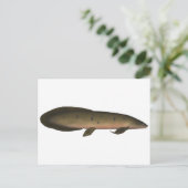 オーストラリア産ラングフィッシュ ポストカード (スタンド正面)