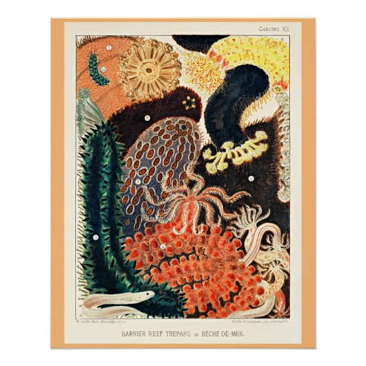 オーストラリア素晴らしのバリアリーフ、トレパン、 ポスター (正面)