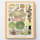 オーストラリア素晴らしアネモネスのバリアリーフ フォトプラーク (正面)