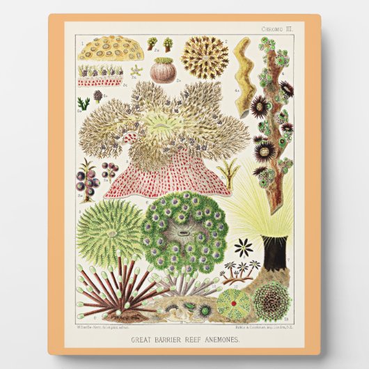 オーストラリア素晴らしアネモネスのバリアリーフ フォトプラーク (正面)