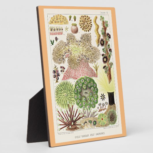 オーストラリア素晴らしアネモネスのバリアリーフ フォトプラーク (側面)