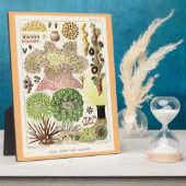 オーストラリア素晴らしアネモネスのバリアリーフ フォトプラーク (側面)