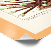 オーストラリア素晴らしアネモネスのバリアリーフ ポスター (コーナー)