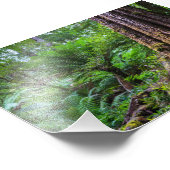 オーストラリア素晴らしオトウェイ国立公園の熱帯雨林 フォトプリント            (角)