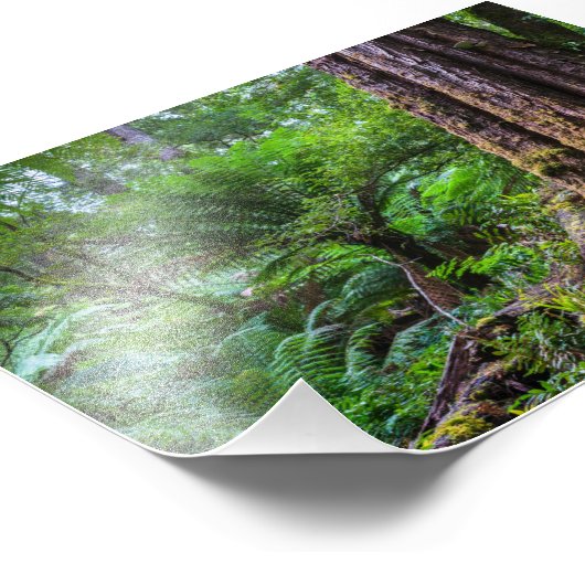 オーストラリア素晴らしオトウェイ国立公園の熱帯雨林 フォトプリント            (角)