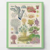 オーストラリア素晴らし・アルシオナリアのバリアリーフ フォトプラーク (正面)