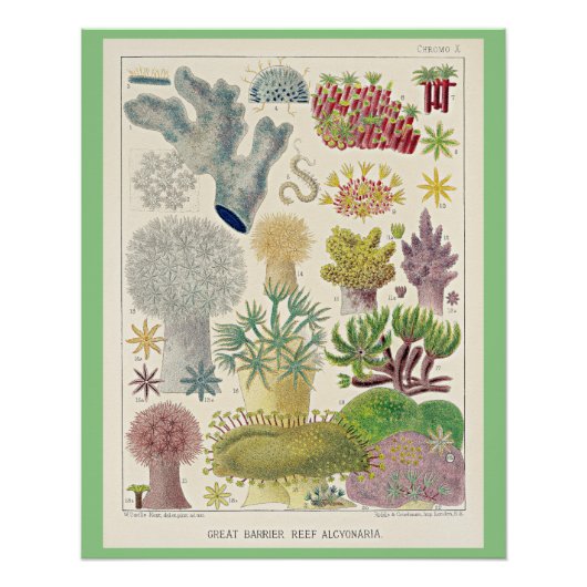 オーストラリア素晴らし・アルシオナリアのバリアリーフ ポスター (正面)