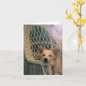 オーストラリア縁ど赤Collieカード カード (黄色い花)