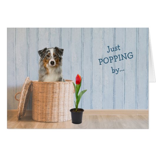 オーストラリア羊飼いドッグウィッカーバスケット誕生日 (正面横)