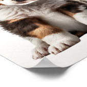 オーストラリア羊飼い子犬グラフィック子供部屋アート ポスター (角)