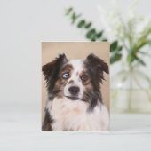オーストラリア羊飼い犬の油絵芸術 ポストカード (スタンド正面)