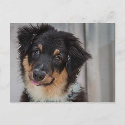 オーストラリア羊飼い犬 ポストカード (正面)